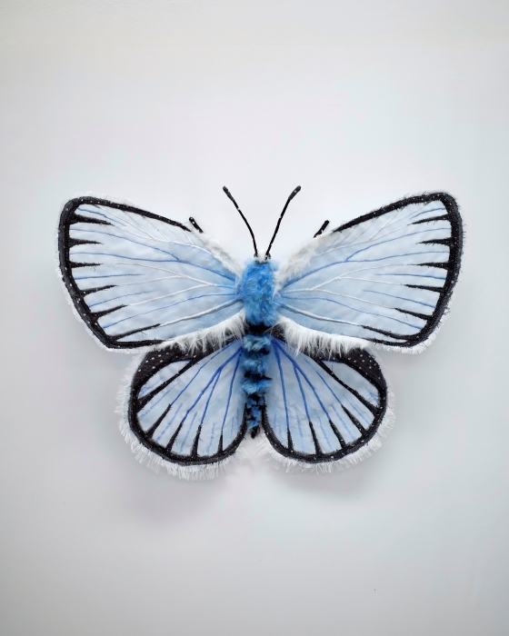 Karner Blue